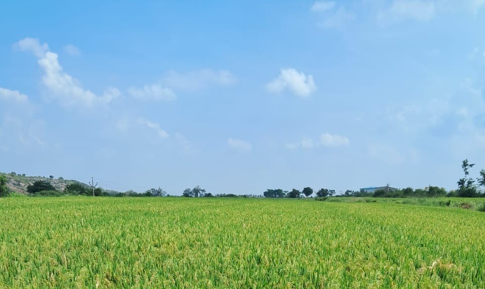 Farm to Plate